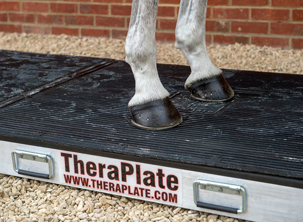 Horse on a TheraPlate